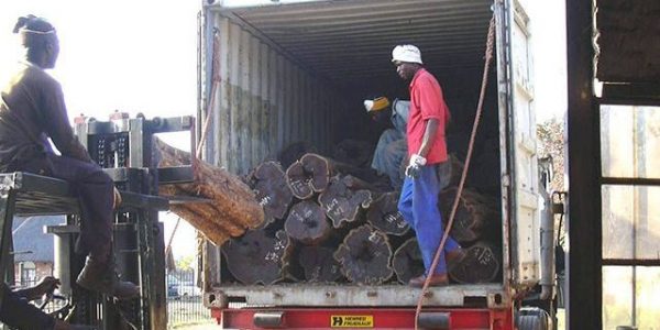 Unloading of logs at ProSono saw mill