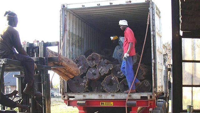 Unloading of logs at ProSono saw mill