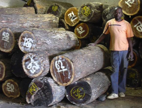 mopane logs