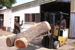 Grume d'Ivoire rose d'une tonne