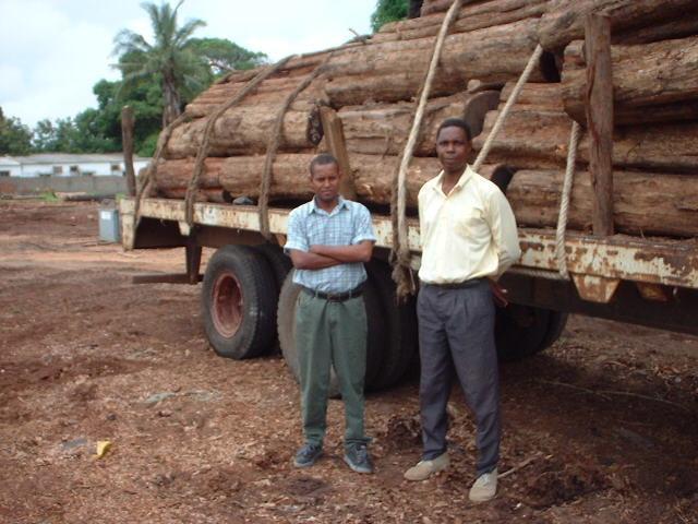 wood logs on truck