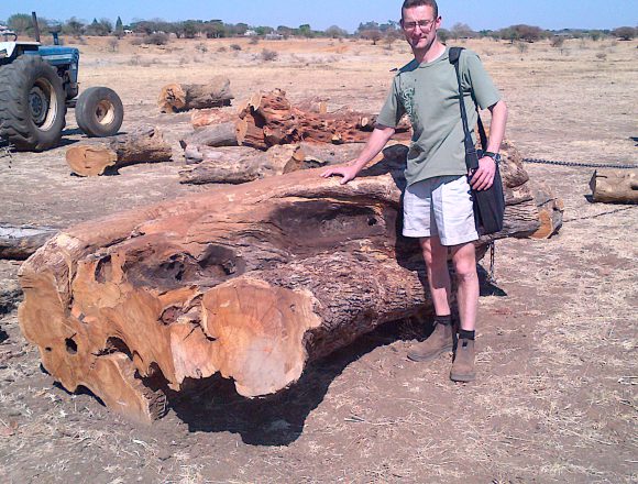 Wild olive typical large log
