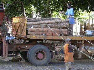 Bois noir africain