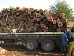 chargement du bois de mopane