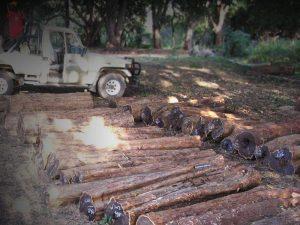 harvesting African blackwood