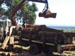 Transport von Holz Tansania