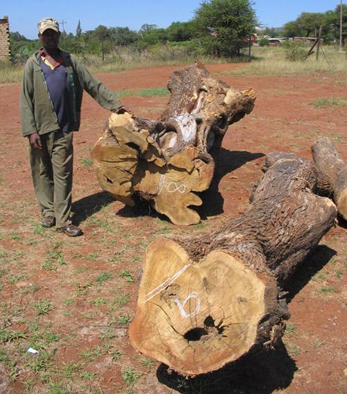 Another example of an unusually large African olive log