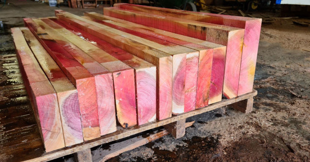 Slabs of newly cut pink ivory hardwood at our sawmill.